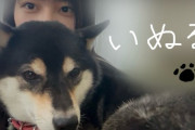 【STU48 #坂崎愛】さかい、いぬる🐶
