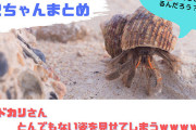 【画像】ヤドカリさん、とんでもない姿を見せてしまうｗｗｗｗｗｗｗｗｗ