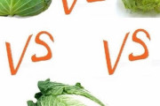 レタスvs白菜vsキャベツ