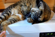 ストーブの上でくつろぐ日本の猫が可愛すぎると話題に（海外の反応）