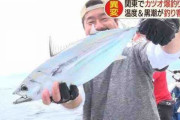 例年の３倍も…関東の海で“カツオ爆釣れ”　要因は「海温上昇」と黒潮の流れ方に