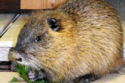 ヌートリアを食べて減らす　鶏肉に近いとの声