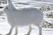 【画像】北極のウサギの脚が凄過ぎるｗｗｗｗｗｗｗ