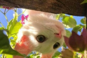 【ねこ画像】よそ見しながら歩く子猫ちゃん…案の定、こうなっちゃいましたwww