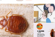 【ﾋｪｯ画像】トコジラミの被害がガチでヤバイ‥‥「同じフロアすべての部屋に発生」「家具寝具は全廃棄」