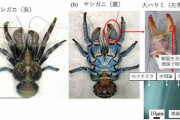ヤシガニのハサミの硬さは鉄鋼並み NIMSなどが特殊な内部構造を解明