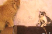 【ねこ動画】そろーりそろーり・・・、ごろごろごろごろ・・・【再】
