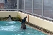 【動画】桂浜水族館のアシカ、脱獄をギリギリのところで思いとどまる。