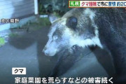 ヒグマ駆除で札幌市に苦情約200件「山に返せなかったか」「施設に入れられなかったか」などの声【北海道】
