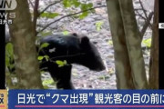 【恐怖】日光でクマ出現、観光客の目の前で泳ぐ！！