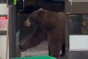 【動画】セブンイレブンにヒグマが出現　女性店員は一部始終を撮影し冷静に対処?