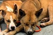飼い主に捨てられ離れ離れになった2匹の犬、お互いを探し求め5日後に再会を果たす