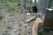 【動画】猫さまの縄張りに侵入した熊さん、ビビり散らかしてしまうｗ