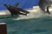 【動画】イルカさん、まだショーが始まってないのに勝手に始めてしまうｗｗｗ