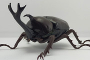 【画像】超リアルでかっこいい「カブトムシ」のガシャポン回してきたｗｗ