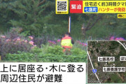 【北海道】七飯町でヒグマ1頭駆除　3時間近くハンターらとにらみ合い　ナシを食べたり木登りしたり　畑の中に住宅が点在する場所