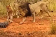 【動画】ライオンの狩り、凄すぎるｗｗｗｗ