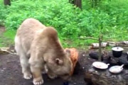 【動画】ロシアのヒグマ「僕もBBQに混ぜて」→