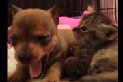 保護した子ネコと子犬はすぐに仲良くなった。すると子犬が「あくび」をする → ２匹はこうなった…