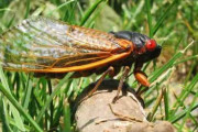 今年5月、17年周期で大量発生する「素数ゼミ」がアメリカに出現予定
