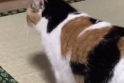 【画像】猫の中で一番ええのってなんだかんだで三毛だよにゃwwww