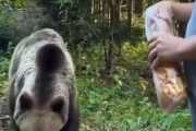 クマがいたから餌をやってみよう！野生のクマにエサをやるとどうなるのかな？海外の反応