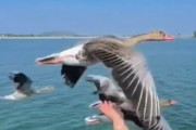 【動画】鳥さん「人カスおるやんけ！触りたがってるみたいやし楽したろ！ｗ」