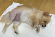 犬系YouTuber、犬のケガを報告→動画のコメント「虐待じゃね？コレコレに告発されると思うわ。犬がかわいそう」