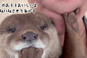 お手手ハムハムは良いものなので、おねえさんにおすそ分けするカワウソ