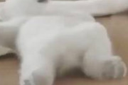 【動画】寝返りがうてないシロクマの赤ちゃんが可愛すぎる