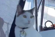 ネコが船に乗っていた。波で船体が揺れているけど大丈夫かな？ → 猫、慣れてます…