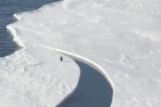 【悲報】ペンギンさん、氷が割れて一人取り残されてしまう…