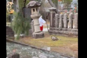 【動画】巫女さん、地震で倒れそうになってる石灯籠をなんとかしようと近づいてしまう