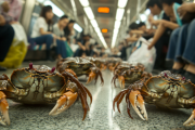 地下鉄車内で女性が購入した生きたカニが袋から飛び出しプチパニック