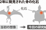 茨城県ひたちなか市の翼竜「ヒタチナカリュウ」発見から約20年 → 実は巨大スッポンだったと判明