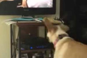 イヌの映像がテレビに流れていた。画面の中に入りたいのかな？ → うちの犬は何度もこうなります…