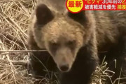【推定個体数は1万2000頭超】北海道の“ヒグマ” 30年前と比べ2.3倍に増加…農作物への被害や人間の生活圏への出没相次ぐ 捕獲強化へ