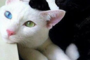 【ねこ画像】縁側でのんびりお昼寝中の猫さん達…寝相にも性格が出るんでしょうかwww