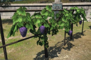 【FF14】ヒカセンたちが大好きな(元)ローポリブドウ、パッチ7.0グラフィックスアップデート後のお姿がこちら！