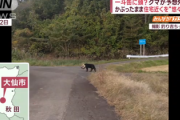 【画像】重装備の熊が監視巡回を開始した模様「猟師対策か」「秋田の熊は北海道ガリガリとレベチ」