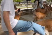 高須院長、青汁王子、安斉星来。話題の奈良公園の鹿を蹴る男にブチギレ