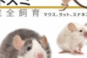 【閲覧注意】ネズミちゃん、酔い潰れて寝てるおっさんのよだれをゴクゴク飲んでしまう・・・