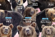 【悲報】北海道、神出鬼没の怪力ヒグマ「OSO18」に蹂躙される