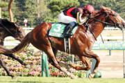新潟記念勝ち馬ノッキングポイントは菊花賞へ