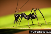 【画像】昆虫のアリギリスっているじゃん？