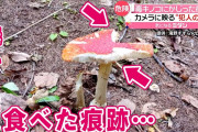 【秋の味覚】猛毒のベニテングタケ?、リスは常習的に食べてると判明  [643485443]
