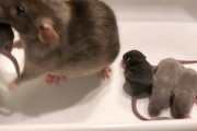 【動画】飼い主の元に赤ちゃんを連れて行くネズミ。