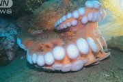 【速報】“世界一大きいタコ”撮影に成功→サムネが歯茎にしか見えないと話題にwww