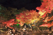 海外「寺院・庭園の紅葉が綺麗！」京都の秋の風景を満喫