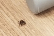 【悲報】ここ数日同居してるクモ、消える